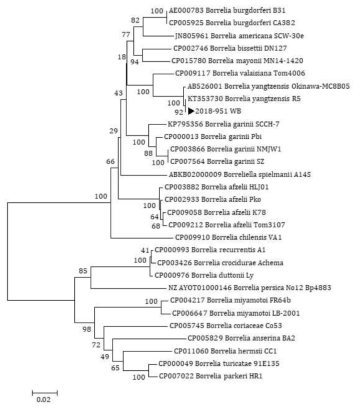 2018~2019년 다기관 코호트로부터 확보한 임상 검체에서 확인한 Borrelia pyrG partial sequences와 GeneBank에서 얻은 다양한 Borrelia 종들의 pyrG partial sequences를 토대로 제작된 phylogenetic tree