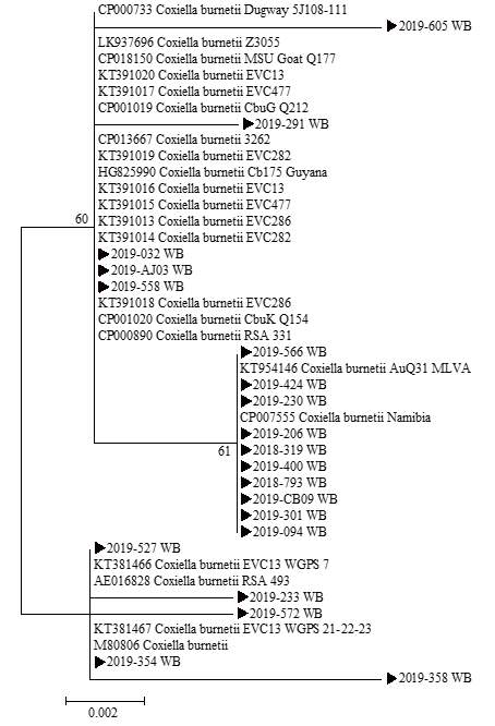 2018~2019년 다기관 코호트로부터 확보한 임상 검체에서 확인한 C. burnetii IS1111 partial sequences(278 bp)와 GeneBank에서 얻은 다양한 C. burnetii 종들의 IS1111 partial sequences(278 bp)를 토대로 제작된 phylogenetic tree