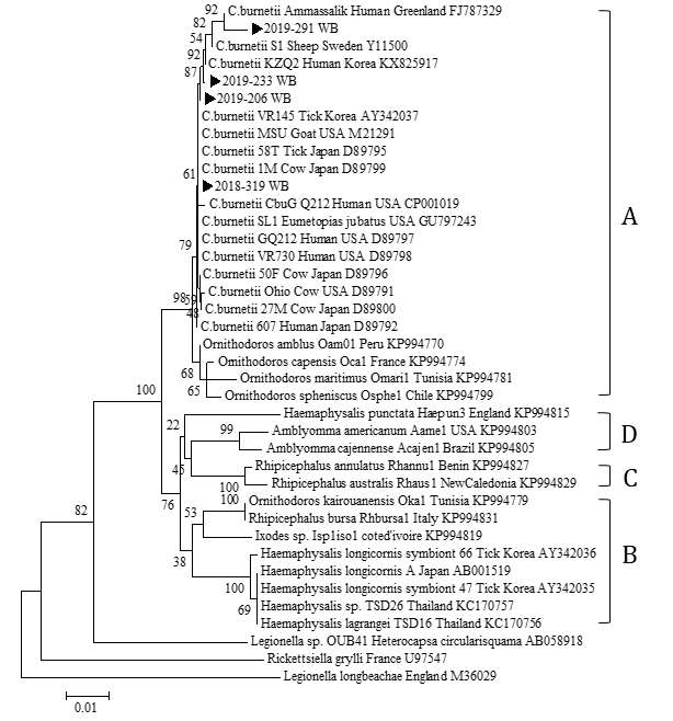 2018~2019년 다기관 코호트로부터 확보한 임상 검체에서 확인한 C. burnetii 16S rRNA partial sequences와 GeneBank에서 얻은 다양한 Coxiella 속 및 C. burnetii 종들의16S rRNA partial sequences를 토대로 제작된 phylogenetic tree