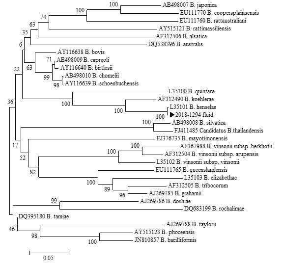 2018~2019년 다기관 코호트로부터 확보한 임상 검체에서 확인한 Bartonella ITS partial sequences와 GeneBank에서 얻은 다양한 Bartonella 속 및 Bartonella 종들의 ITS partial sequences를 토대로 제작된 phylogenetic tree