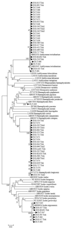 2018~2019년 진드기에 물려 내원한 임상 환자로부터 확보한 fed tick에서 확인한 16S rRNA sequences와 GeneBank에서 얻은 다양한 tick 16s rRNA sequences를 토대로 제작된 phylogenetic tree