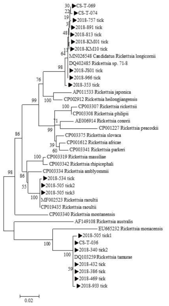 진드기에 물려 내원한 임상 환자로부터 확보한 fed tick에서 확인한 Rickettsia ompA sequences와 GeneBank에서 얻은 다양한 Rickettsia 종들의 ompA sequences를 토대로 제작된 phylogenetic tree
