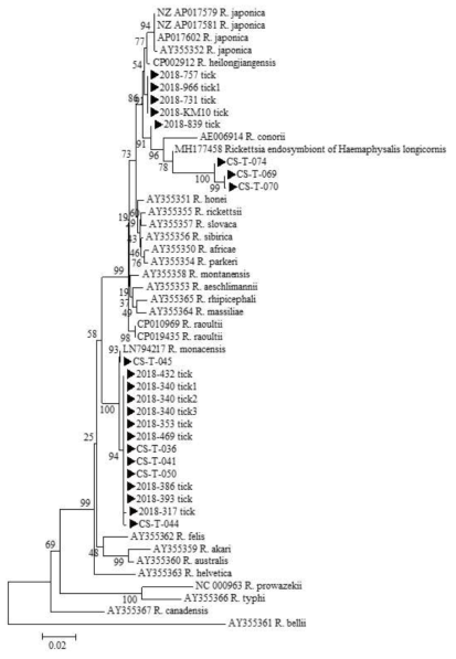 진드기에 물려 내원한 임상 환자로부터 확보한 fed tick에서 확인한 Rickettsia sca1 sequences와 GeneBank에서 얻은 다양한 Rickettsia 종들의 sca1 sequences를 토대로 제작된 phylogenetic tree