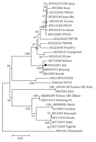 진드기에 물려 내원한 임상 환자로부터 확보한 fed tick에서 확인한 O. tsutsugamushi 56 kDa sequences와 GeneBank에서 얻은 다양한 O. tsutsugamushi 종들의 56 kDa sequences를 토대로 제작된 phylogenetic tree