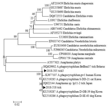 진드기에 물려 내원한 임상 환자로부터 확보한 fed tick에서 확인한 Ehrlichia/Anaplasma groEL sequences와 GeneBank에서 얻은 다양한 Ehrlichia/Anaplasma종들의 groEL sequences를 토대로 제작된 phylogenetic tree