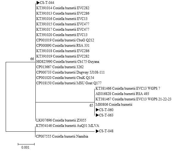 진드기에 물려 내원한 임상 환자로부터 확보한 fed tick에서 확인한 Coxiella IS1111 sequences와 GeneBank에서 얻은 다양한 Coxiella 종들의 IS1111 sequences를 토대로 제작된 phylogenetic tree