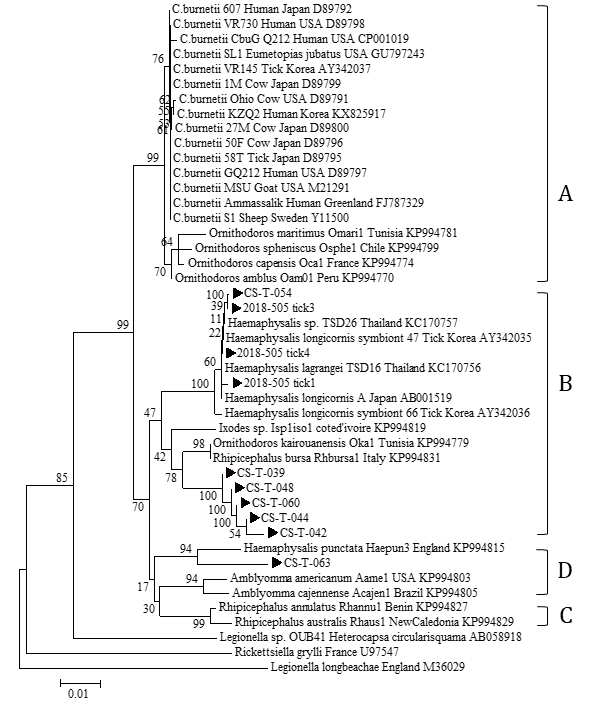 진드기에 물려 내원한 임상 환자로부터 확보한 fed tick에서 확인한 Coxiella 16S rRNA sequences와 GeneBank에서 얻은 다양한 Coxiella 종들의 16S rRNA sequences를 토대로 제작된 phylogenetic tree