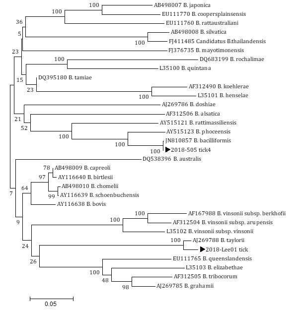 진드기에 물려 내원한 임상 환자로부터 확보한 fed tick에서 확인한 Bartonella ITS sequences와 GeneBank에서 얻은 다양한 Bartonella 종들의 ITS sequences를 토대로 제작된 phylogenetic tree