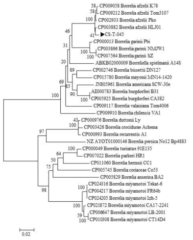 진드기에 물려 내원한 임상 환자로부터 확보한 fed tick에서 확인한 Borrelia pyrG sequences와 GeneBank에서 얻은 다양한 Borrelia 종들의 pyrG sequences를 토대로 제작된 phylogenetic tree