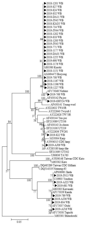 다기관 코호트로부터 확보한 임상 검체에서 확인한 O. tsutsugamushi 56 kDa 유전자 서열과 GeneBank에서 얻은 다양한 O. tsutsugamushi 종들의 56 kDa 유전자 서열을 토대로 제작된 phylogenetic tree