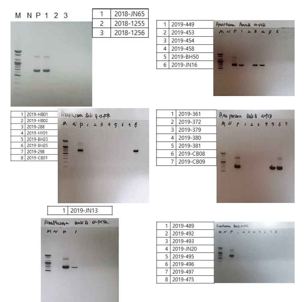 다기관 코호트로부터 확보한 아나플라즈마증 의심 임상 검체를 대상으로 아나플라즈마증 진단을 위해 수행한 A. phagocytophilum-specific ankA nested PCR 후 전기영동 사진