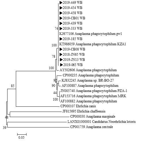 다기관 코호트로부터 확보한 임상 검체에서 확인한 A. phagocytophilum ankA 유전자 서열과 GeneBank에서 얻은 다양한 Anaplasma/Ehrlichia 종들의 ankA 유전자 서열을 토대로 제작된 phylogenetic tree