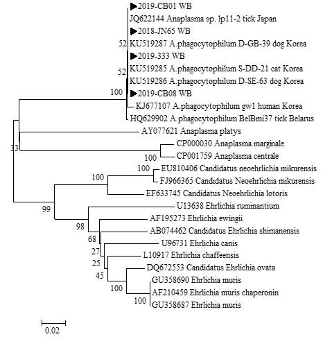다기관 코호트로부터 확보한 임상 검체에서 확인한 A. phagocytophilum groEL 유전자 서열과 GeneBank에서 얻은 다양한 Anaplasma/Ehrlichia 종들의 groEL 유전자 서열을 토대로 제작된 phylogenetic tree