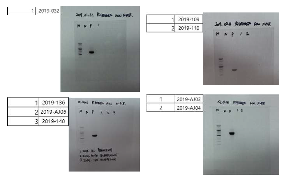 다기관 코호트로부터 확보한 리케치아증 의심 임상 검체를 대상으로 리케치아증 진단을 위해 수행한 Rickettisia genus specific-sca1 nested PCR 후 전기영동 사진
