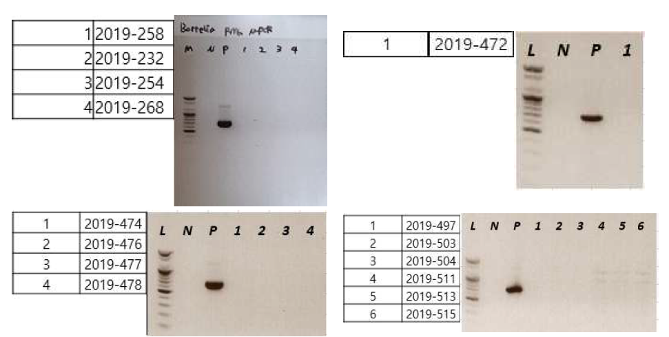 다기관 코호트로부터 확보한 라임병 의심 임상 검체를 대상으로 라임병 진단을 위해 수행한 Borrelia species-specific pyrG nested PCR 후 전기영동 사진