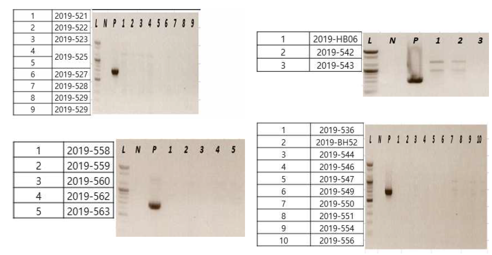 다기관 코호트로부터 확보한 야외활동력이 있는 발열환자 및 tick bite 환자 검체를 대상으로 라임병 진단을 위해 수행한 Borrelia species-specific pyrG nested PCR 후 전기영동 사진