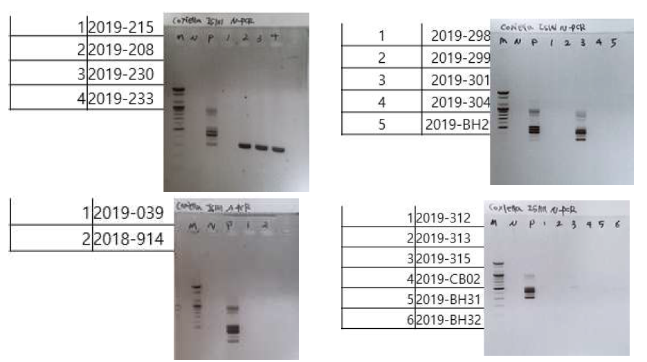 다기관 코호트로부터 확보한 큐열 의심 임상 검체를 대상으로 큐열 진단을 위해 수행한 Coxiella species-specific IS1111 nested PCR 후 전기영동 사진