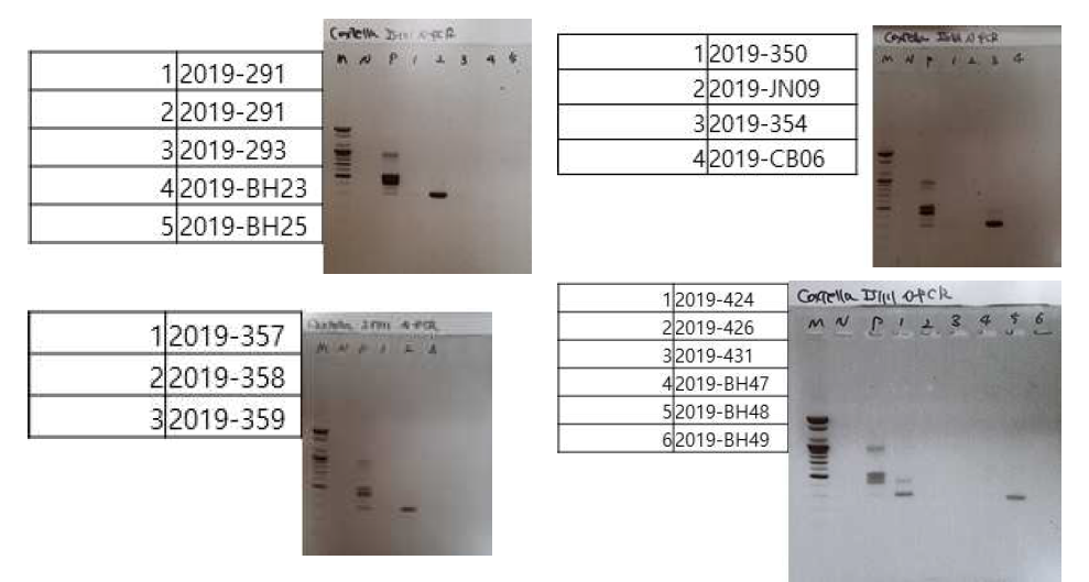 다기관 코호트로부터 확보한 야외활동력이 있는 발열환자 및 tick bite 환자 검체를 대상으로 큐열 진단을 위해 수행한 Coxiella species-specific IS1111 nested PCR 후 전기영동 사진