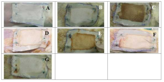 fabric on skin in BALB/c mice. Normal group (A), DNCB group (B), A 1× goup (C), A 0.1× group (D), B 1× group (E), and B 0.1× group (F), B 0.01× group (G) mice skin features are shown