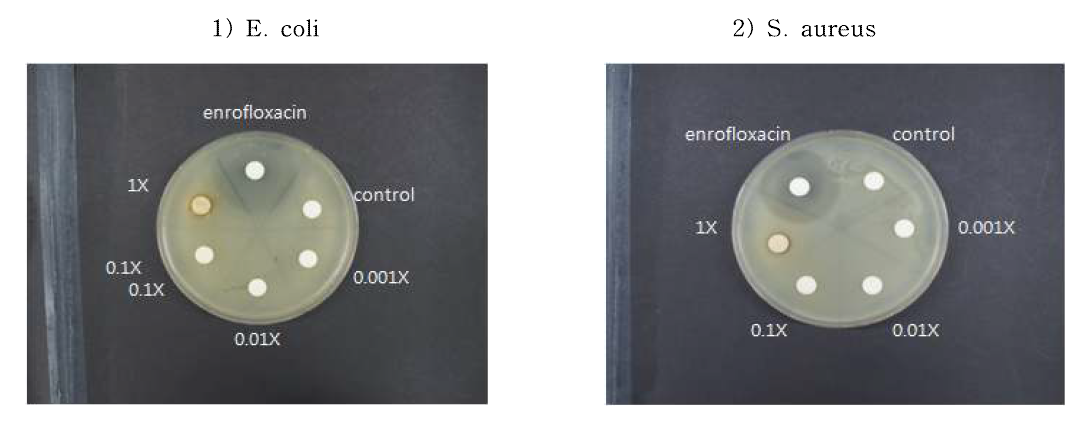 Diameter of halozone cause of Rhus vemicilua extract at various concentrations