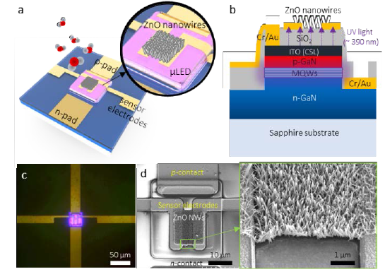 Schematic illustration of the proposed monolithic photoactivated gas sensors on a μLED platform (μLP): (a) top view and (b) cross-sectional view. (f) Optical microscopic image of a turned-on 30-μLP (forward bias = 5 V). (g) SEM images of synthesized zinc oxide (ZnO) nanowires on a prefabricated 30-μLP