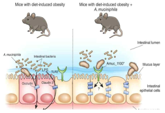 장내 미생물 Akkermansia muciniphila의 프로바이오틱 효과