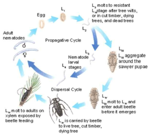 나무재선충의 life cycle (J. nematol 18:44-49)