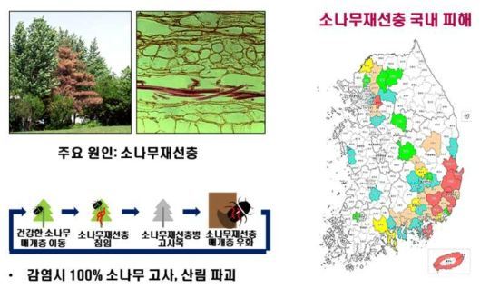 소나무 재선충병의 감염경로 및 국내 피해 범위