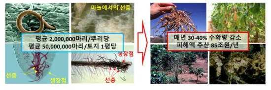 토양선충으로 인한 선충에 의한 작물 피해