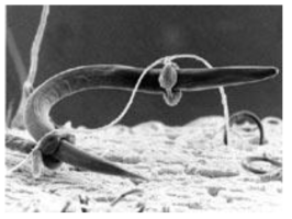 Nematode trapping fungi의 전자현미경 사진