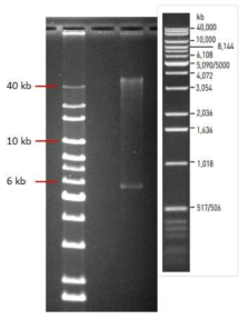 비분해 genome DNA 추출