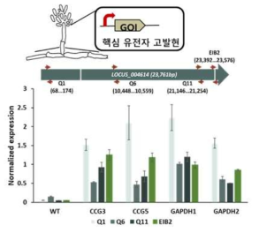 유전자 편집 기술 기반 살선충 물질 생산 핵심 유전자 고발현