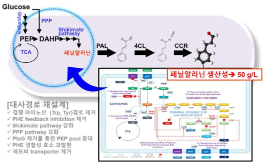 대사경로 재설계