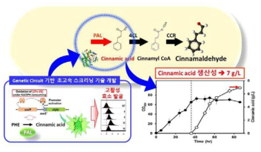 Genetic circuit 기반 초고속 스크리닝을 통한 고활성 효소(PAL) 발굴