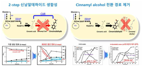 신남알데하이드 생합성 경로 구축