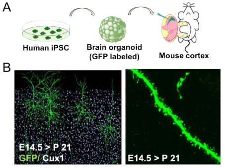 Transplantation of humancerebral organoid-derived cells into the developing mouse cortex (A) Schematic of the transplantation experiment.Cerebral organoids were labeled with GFP fluorescence with lentivirus,dissociated, injected into the lateral ventricle of E14.5 mouse brain. (B) Transplantedhuman neurons were analyzed after 28 days later (P21) by GFP immunostaining.Most of transplanted cells are Cux1+ upper layer neurons. Finestructure of apical and basal dendrites, and dendritic spines were visualizedby confocal microscopy