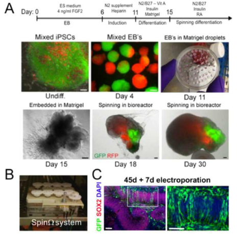 Generation of human iPSC-derived cerebralorganoids (A) Schematic ofthe cerebral organoid culture system. Example images of each stage are shown.GFP-labeled control iPSCs and RFP-labeled experimental iPSCs weredifferentiated together in the same organoid. (B) SpinW system enablemultiple small-scale cultures of organoid. (C) Electroporation ofGFP-expressing construct efficiently labeled neural progenitor cells on Day 52forebrain organoid