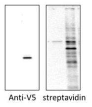 미토콘드리아 타겟팅 APEX의 발현 확인을 위해 V5 항체를 이용하여 면역블롯을 진행함(좌). 해당 APEX가 미토콘드리아 내부에 있는 단백질 특이적으로 바이오틴을 부착하는지 확인함(우)