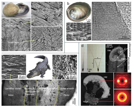 Examples of gradient structures in natural biological materials. Source: Progress in Materials Science 88 (2017) 467–498