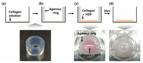Agarose ring을 도입한 생체모사 세포외기질 제조 과정