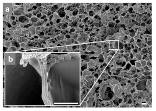 연속 가교된 콜라겐 겔의 주사전자현미경(SEM) 사진