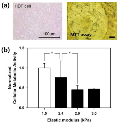 (a) MMT 시약에 의해 염색된 HDF 사진, (b) 14일차에서의 콜라겐 겔에서의 HDF 생존 비율