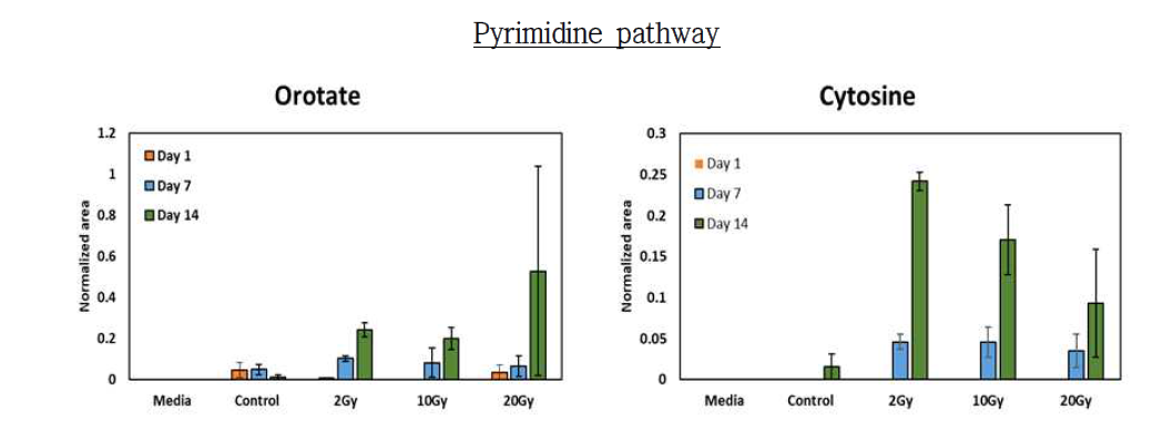 pyrimidine pathway에 있는 orotate와 cytosine의 peak area값 비교 그래프