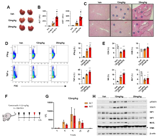 WT 마우스에 Concancavalin A 주입 후 간 손상 확인. WT 마우스에 저농도 (12mg/kg)와 고농도(25mg/kg)의 Concancavalin A 주입 12시간 이후, A 간 표면 확인. B 혈청 ALT, AST 레벨 측정. C 간의 조직학적 분석 (화살표: 용혈, 점선: necotic area). D 간 내 면역세포에서 IFN-γ와 TNF-α발현 확인. E 간 내 림프구 분석. F,G WT 마우스에 저농도(12mg/kg) 의 Concancavalin A 주입 후 시간에 따라 혈청 ALT, AST 레벨 분석. H 저농도 (12mg/kg)와 고농도(25mg/kg)에서 신호전달 단백질 및 네크롭토시스 관련 단백질 분석