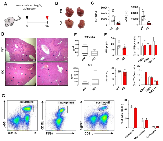 IPMK KO에 저농도(12mg/kg)의 Concancavalin A 주입 후 마우스 표현형 확인. A WT과 IPMK KO에 Concancavalin A (12mg/kg, 9시간) 주입 후, B 간 표면상 손상 정도 확인. C 혈청 ALT, AST 레벨 확인. D 간의 조직학적 분석 (화살표: 용혈, 점선: necrotic area). E 혈청에서의 TNF-α레벨 확인. F 간 내 IFN-γ와 TNF-α 발현과 림프구에서의 발현 분석. G 간 내 과립구 분석
