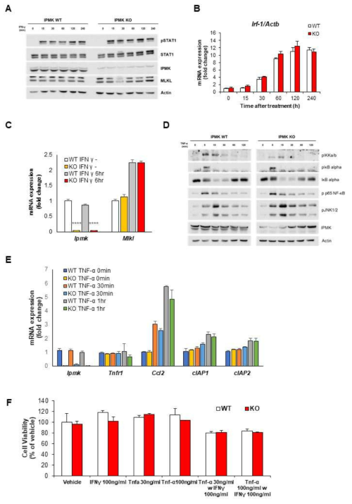분리한 간세포의 사이토카인에대한 반응성 확인. IPMK WT과 KO 간세포에서의 A 시간별 IFN-γ처리에 따른 STAT1의 인산화 레벨 분석. B 시간별 IFN-γ 처리에 따른 Irf-1 유전자의 발현 분석. C IFN-γ 6시간 처리 후 MLKL의 유전자 발현 분석. D 시간별 TNF-α의 처리에 따른 IKK/NF-κB의 인산화 레벨 및 E 타깃 유전자의 발현 분석. F. 사이토카인 72시간 처리에 따른 세포의 생존율 측정