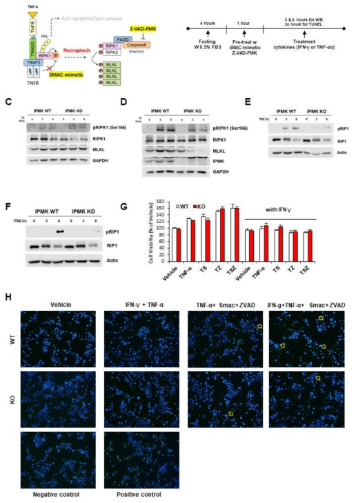 간세포 내 네크롭토시스 유도 조건 확인 1. A TNF-α 신호전달 체계 모식도. B 네크롭토시스 유도 약물 처리 전략 모식도. C-F TNF-α와 다양한 약물 3, 6시간 처 리 후 RIPK1의 Ser166 인산화 레벨 분석. G IPMK WT과 KO 간세포의 약물 처리 조건 별 생존율 (MTT assay) 측정. H 24시간 약물과 사이토카인을 처리 후 TUNEL 어세이를 통한 세포 사멸 측정 (노란색 화살표로 사멸된 세포 표시)