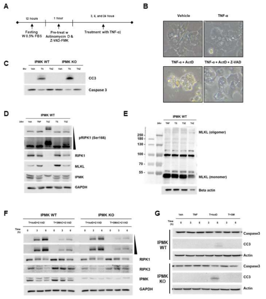 간세포 내 네크롭토시스 유도 조건 확인 2. A TNF-α (10ng/ml), Actinomycin (ActD, ), Z-VAD-FMK (50 μM) 처리 전략 모식도. B 네크롭토시스 유도 약물 처리 후 24시간 후의 세포 형태 대표 그림. C 약물 처리 6시간 후의 아포토시스 마커 CC3 (cleaved caspase 3) 레벨 분석. D 약물 처리 24시간 후 RIPK1의 Ser166 인산화 레벨 측정. E Non-reducing SDS-PAGE를 이용한 MLKL 중합체 형성 확인. IPMK WT과 KO 간세포에서의 F RIPK1의 인산화 레벨 비교 및 G 아포토시스 마커 CC3 레벨 확인