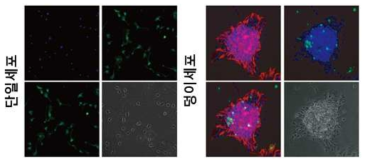 형광면역염색 기반의 분리 배양된 세포에 대한 특성 확인. 핵(파란색), 미세아교세포 마커(IBA1: 녹색), 성상세포 마커(GFAP: 적색). 각 이미지의 좌상, 우상, 좌하, 우하는 각각 핵과 성상세포 마커, 핵과 미세아교세포 마커, 핵과 성상세포 마커와 미세아교세포 마커, 그리고 위상이미지로 구성됨
