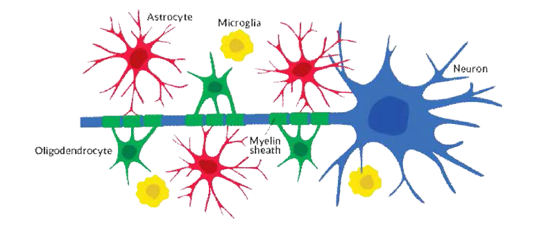 신경세포(청색)와 다양한 종류의 아교세포; 성상세포(적색), 희소돌기아교세포(녹색), 미세아교세포(황색)
